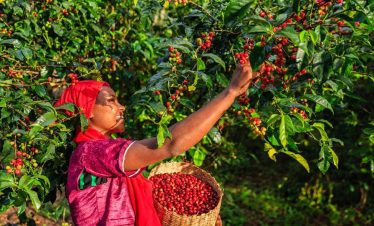 4 Days Ethiopia Coffee Tour